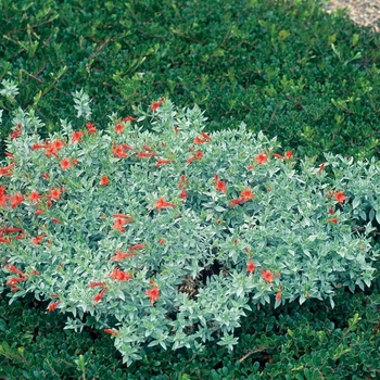 Epilobium canum var. latifolium 'Everett's Choice'