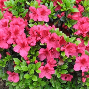 Rhododendron Girard hybrid 'Girard's Crimson' 