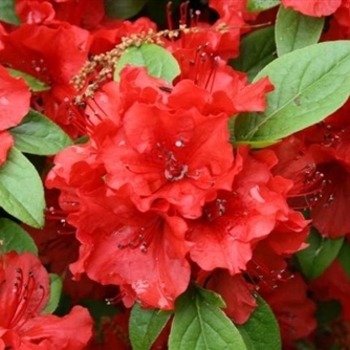 Rhododendron 'Girard's Hot Shot' 