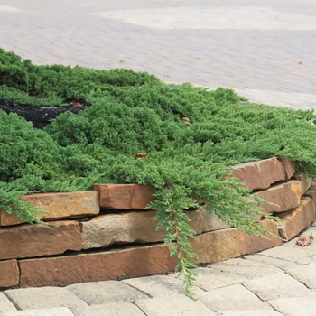 Juniperus procumbens 'Greenmound' 