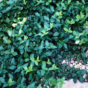 Euonymus fortunei