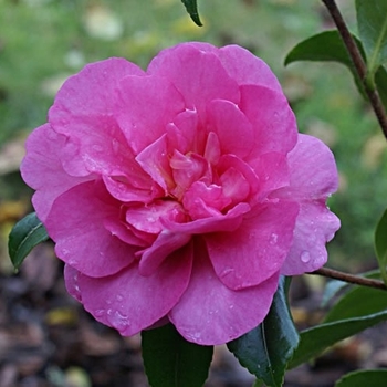 Camellia sasanqua 'Sparkling Burgundy' 