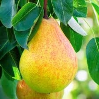 Pyrus communis 'Ayers' 