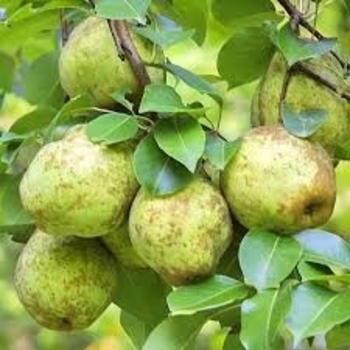 Pyrus communis 'Kieffer' 