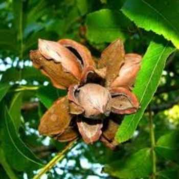 Carya illinoinensis 'Desirable' 
