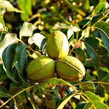 Carya illinoinensis 'Elliot' 