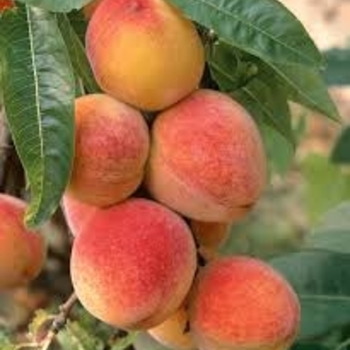 Prunus persica 'Belle of Georgia'