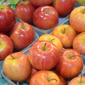 Malus domestica 'Pink Lady®' (309990)