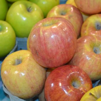 Malus domestica 'Fuji' (309992)