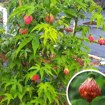 Abutilon striatum