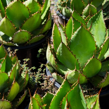Agave bovicornuta