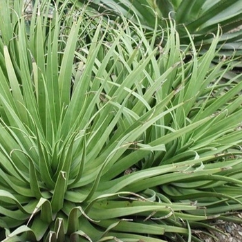 Agave bracteosa