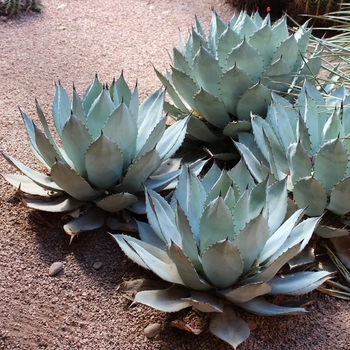 Agave colorata