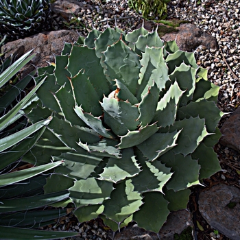 Agave guadalajarana