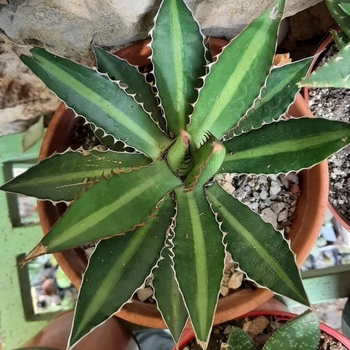 Agave lophantha 'Splendida' 