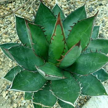 Agave montana