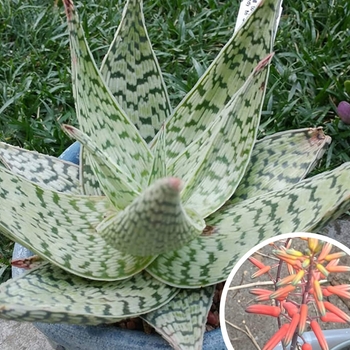 Aloe 'Delta Lights' 