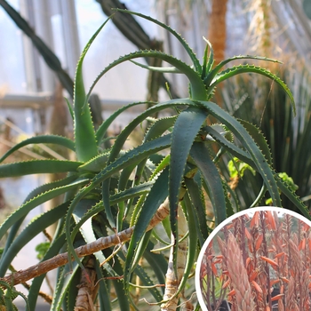 Aloe acutissima