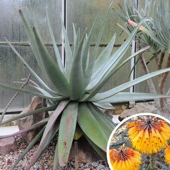 Aloe capitata var. quartziticola