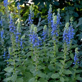 Lobelia siphilitica
