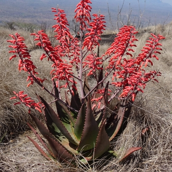 Aloe chabaudii