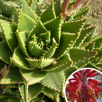 Aloe nobilis