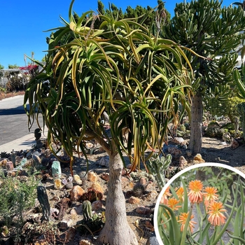 Aloe tongaensis 'Medusa' 