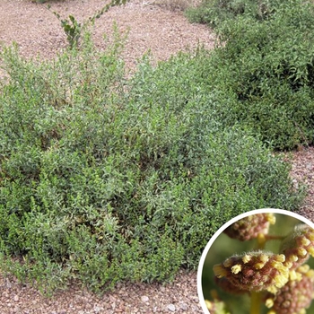 Ambrosia deltoidea