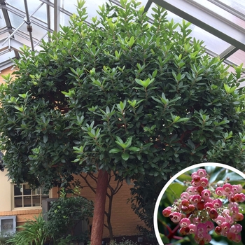 Arbutus 'Marina' 