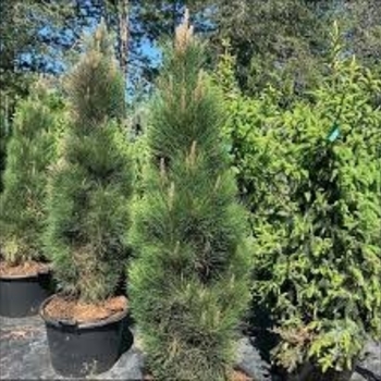Pinus nigra 'Green Tower' 