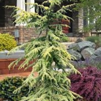 Cedrus atlantica 'Aurea' 