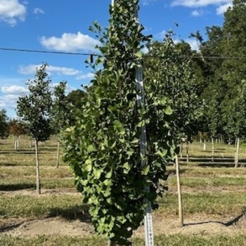 Ginkgo biloba 'Blagon' 6,432,837