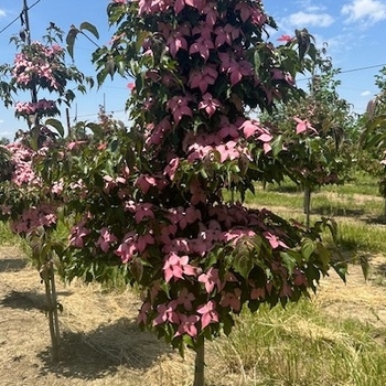 Cornus kousa 'Rutpink' PP28311
