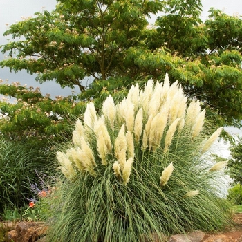 Cortaderia selloana
