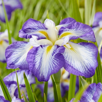 Iris ensata 'Carrot Cake' 