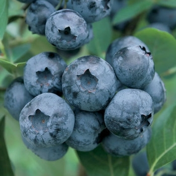 Vaccinium corymbosum 'Chandler' 