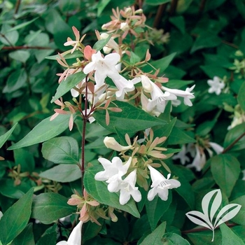 Abelia x grandiflora 'Gretol' PPAF