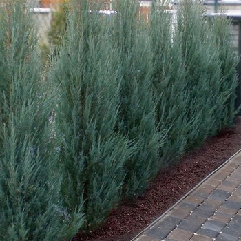 Juniperus scopulorum 'Skyrocket' 
