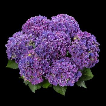 Hydrangea macrophylla 'H213901' PP26,221