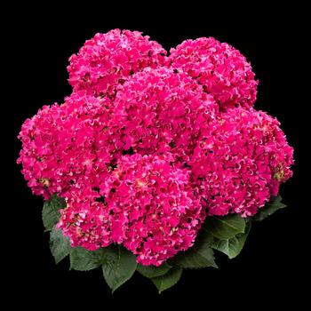 Hydrangea macrophylla 'H213901' PP26,221