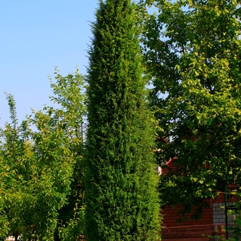 Juniperus virginiana 'Taylor'