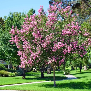 Lagerstroemia indica x fauriei 'Muskogee' 