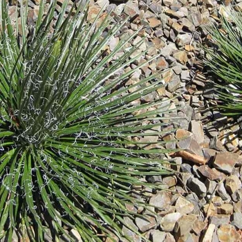 Agave geminiflora