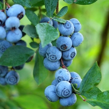 Vaccinium ashei 'Premier' 