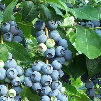 Vaccinium ashei 'Tifblue' 