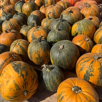 Cucurbita pepo 'Tiger Stripes' 