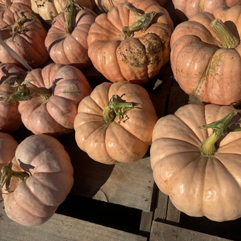 Cucurbita 'Porcelain Doll' 