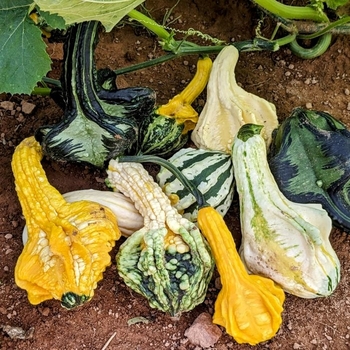 Cucurbita pepo 'Carnival' 
