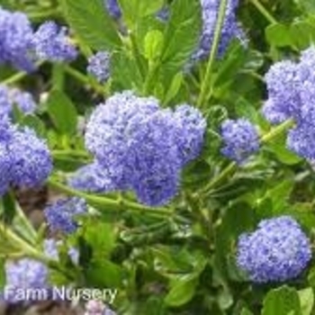Ceanothus thyrsiflorus 'Skylark' 