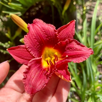 Hemerocallis 'Ming Toy' 